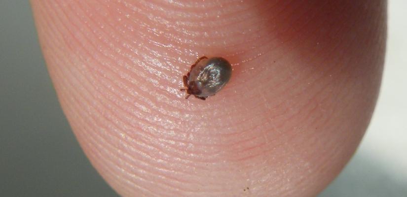 Een teek, een van de voornaamste verspreider van Lyme