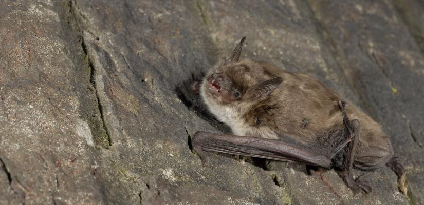 Meervleermuizen zijn sterk afhankelijk van spouwmuren voor hun voortplanting