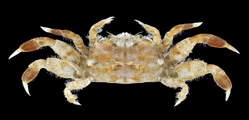 (beeld: de kokerwormkrab © Bram Conings)